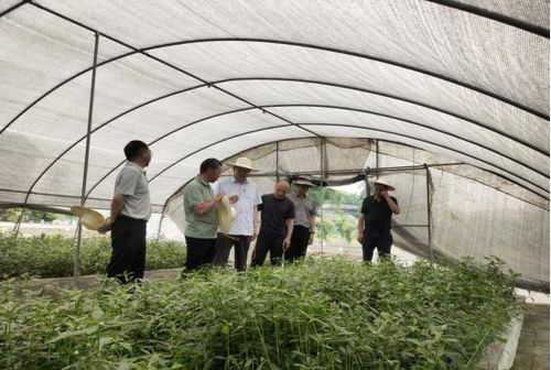 四川省农业科学院来青调研农业外来入侵物种普查及防控工作